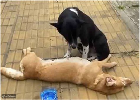 شاهد كلب يرفض الابتعاد عن صديقه بعد أن صدمته سيارة رائج