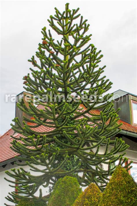 Die südländische schönheit ist ein wahres schmuckstück. Araucaria araucana - Chilenische Schmucktanne, Araukarie ...