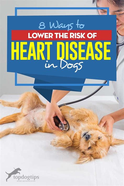 Also called thyrotoxicosis, hyperthyroidism is caused by an increase in production of thyroid hormones. 8 Ways to Lower the Risk of Heart Disease in Dogs | Heart ...
