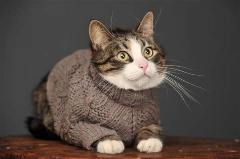 Cat Wearing A Sweater Stock Photo Image Of Chair Copyspace 34656558