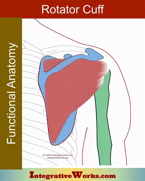 Rotator Cuff Muscles Archives - Integrative Works