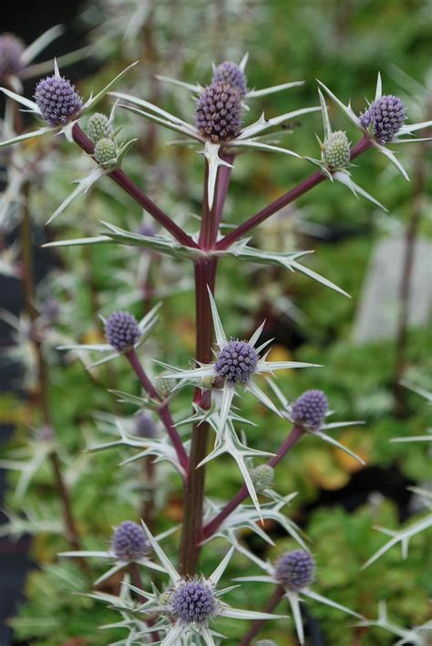 Why choose dobies perennial plants? Eryngium Variifolium. Perennials for Sale UK ...