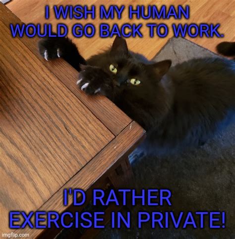 Cat Exercise Imgflip