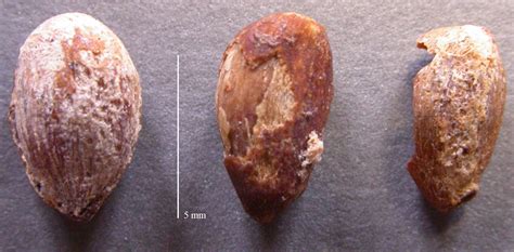 Agrumed Archaeology And History Of Citrus Fruit In The Mediterranean