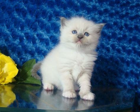 Ragdoll Cats For Sale San Diego Ca 252979 Petzlover