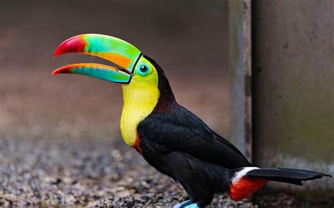 Toucans Birds Animals Wallpapers Hd Desktop And Mobile Backgrounds