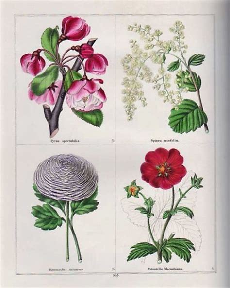 Maund Botanic Garden Vol13 V 1850