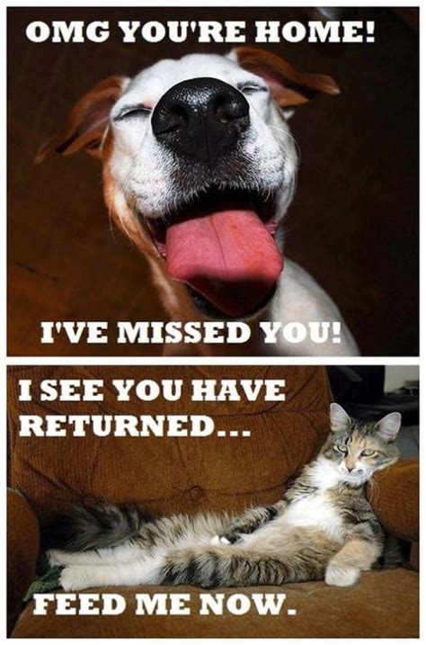 Meme Dogs Vs Cats Emotions Viral Viral Videos