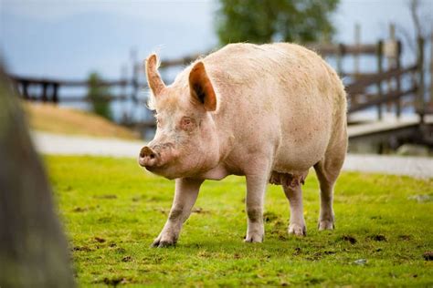 Large White Pig Facts Origin Size Physical Characteristics Pros