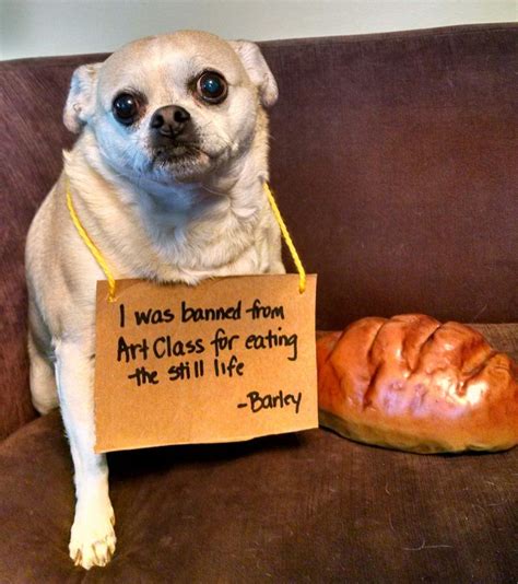 Dog Shame Dog Shaming Funny Dog Shaming Animal Shaming