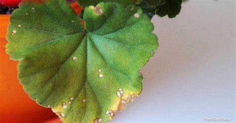 What Diseases Attack Geranium Plants And How To Control Them