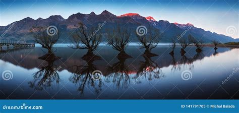 The Famous Willow Tree Row In Glenorchy South Island New Zealand