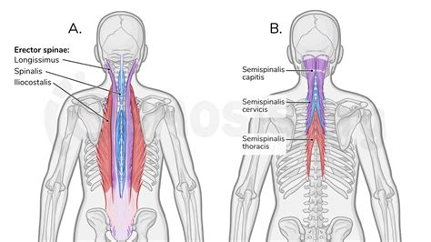 Muscles Of The Back Osmosis