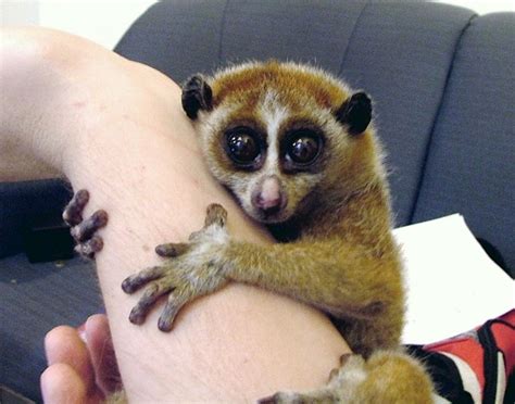 The 12 Coolest Exotic Pets That You Cant Own Pethelpful