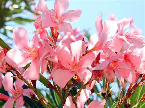 16,284 likes · 20 talking about this. Oleander schneiden - Die perfekte Anleitung auf garten.de ...