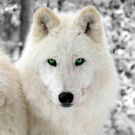 Please subscribe and turn post notifications on to join the notification squad! Pin on Wolfes & Angels ️