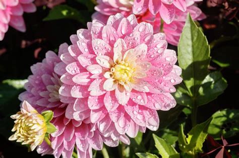 Pink Dahlia Flowers With Raindrops Growing In The Garden Stock Photo Image Of Nature Leaf