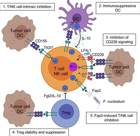 Mechanisms Of TIGIT Inhibition Of T Cells In The TME TIGIT Displays
