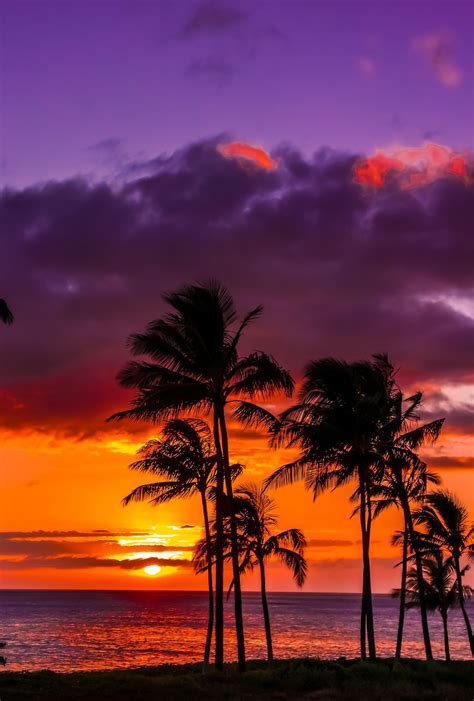 Secretary Bird By Wisterialane Via Tumblr Sunsets Hawaii Beautiful