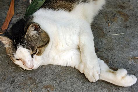 Cats normally have five front toes and four back toes. Ernest Hemingway House in Key West, Florida