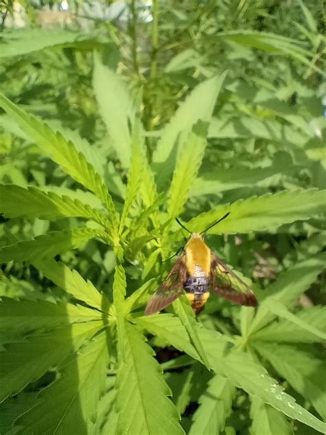 Southern IL. What is this dude? Looks like a weird moth bee thing, and