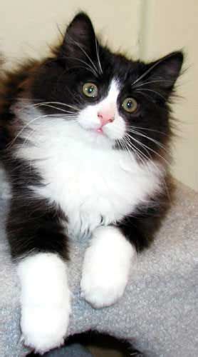 Nimrod Norwegian Forest Cats Love Black And White Cats Beautiful Cute