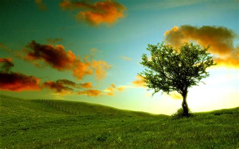 Wallpapers Lonely Tree Photography Wallpapers