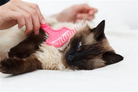 Are Balinese Cats Hypoallergenic Tips For Families With Allergies