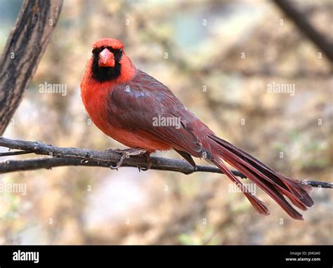 Male Northern Or Red Cardinal Cardinalis Cardinalis Stock Photo Alamy