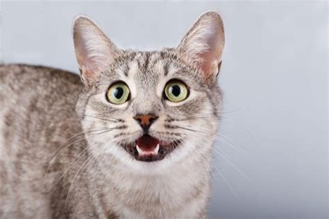 Some cats pant during or after exercise or to try to cool off. Why Do Cats Hold Their Mouth Slightly Open? — Senior Cat ...