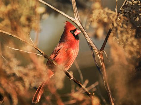 What Is The State Bird Of Virginia And Why Birdfact