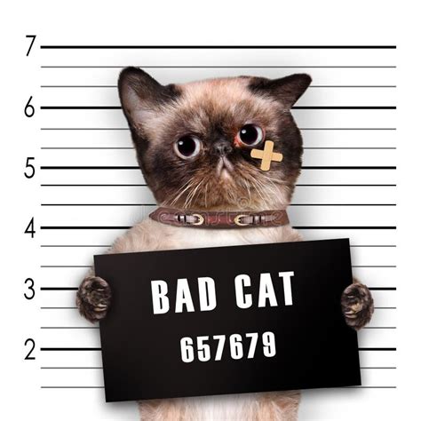 Bad Cat Stock Photo Image Of Felon Illegal Cute Behavior 53134726