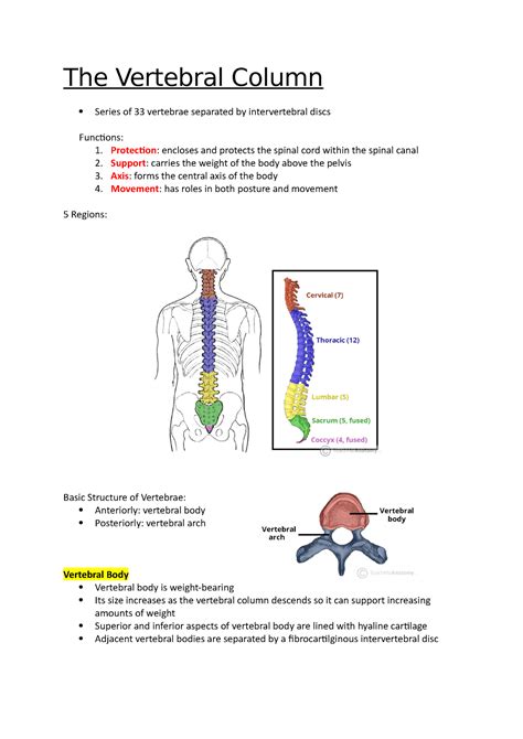 The Vertebral Column Anatomy Notes The Vertebral Column Series Of