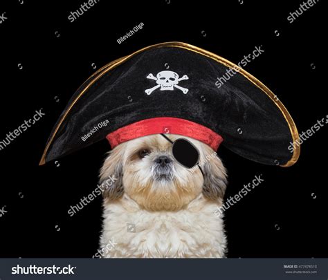 Cute Dog Pirate Costume Isolated On Stock Photo 477478510 Shutterstock
