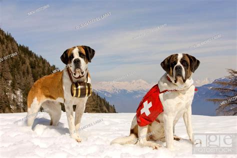 Dog St Bernard Two Mountain Rescue Dogs Wearing Barrel Round Neck
