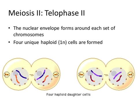 Telophase Ii Meiosis