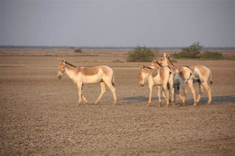 Indian Wild Ass Sanctuary Kutch 2020 What To Know Before You Go