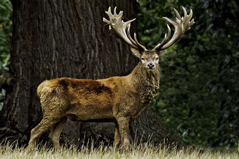 Red Deer Stag Red Deer Fallow Deer And Sika Deer Are Most Flickr