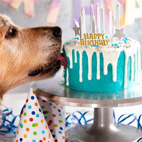Drip Dog Birthday Cake Dozer Turns 9 Recipetin Eats