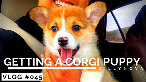 Getting A Corgi Puppy Youtube
