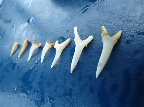 30 Nurse Sharks Teeth Pics Teeth Walls Collection For Everyone