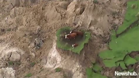 Terremoto de magnitud 6,9 sacudió las costas de nueva zelanda. Vacas quedan atrapadas por sismo en Nueva Zelanda - YouTube