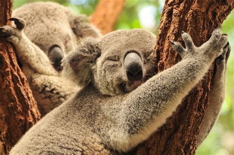 Interesting Animal Sleep Habits