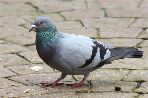 Garden Birds Feral Pigeon To House Martin