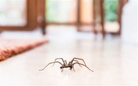 How To Prevent Spiders From Entering Your Home Zest Pest Control
