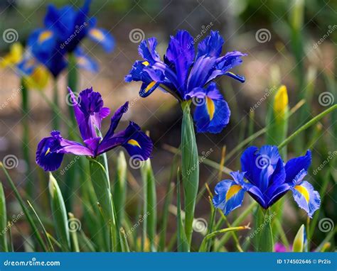 Multi Colored Irises Stock Photo Image Of Park Flower 174502646