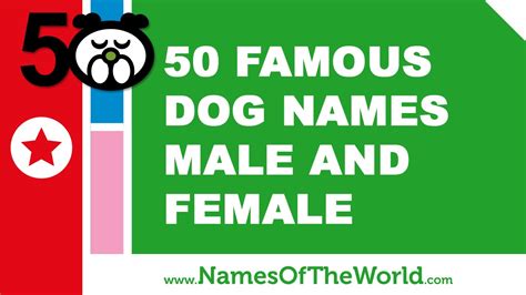 This lady is of course the main character in disney's 1955. 50 famous dog names male and female - best dog names - www ...