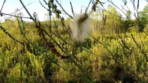 Hickory Tussock Moth Caterpillar Youtube