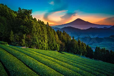 Mt Fuji With Green Tea Field At Sunrise In Shizuoka Japan Stock
