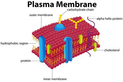 A cell (plasma) membrane encloses the cytoplasmic contents, such as nucleus, peroxisome, cytoskeleton, lysosome, ribosome s, mitochondria, golgi apparatus, centrosome, and endoplasmic reticulum. Diagram with plasma membrane - Download Free Vectors ...